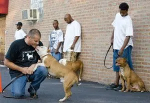 Pit Bull Training Command