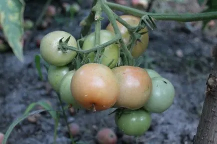 Privire de ansamblu asupra tomatelor mele - Cenușăreasa f1