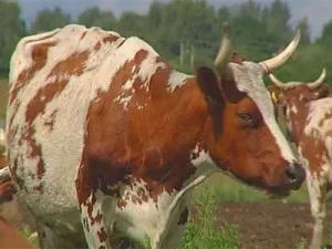 Преглед Тагил порода крави, описание, снимки и видео