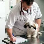 Surfagon pentru dozare câini, recenzii, medicii veterinari ca un junghi, instrucțiuni de utilizare pentru mari și