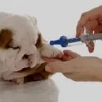 Surfagon pentru dozare câini, recenzii, medicii veterinari ca un junghi, instrucțiuni de utilizare pentru mari și