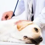 Surfagon pentru dozare câini, recenzii, medicii veterinari ca un junghi, instrucțiuni de utilizare pentru mari și