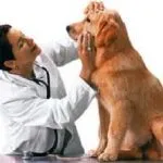 Surfagon pentru dozare câini, recenzii, medicii veterinari ca un junghi, instrucțiuni de utilizare pentru mari și