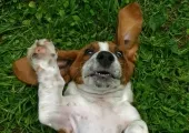 Surfagon за кучета доза, преглед на ветеринарните лекари, като пробождане, инструкции за използване на големи и