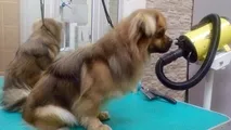 Dog Grooming в Коломна