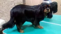Dog Grooming в Коломна