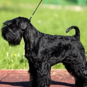 Perierea Schnauzer la Moscova, poze, descriere