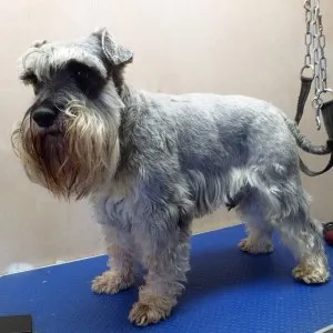 Perierea Schnauzer la Moscova, poze, descriere