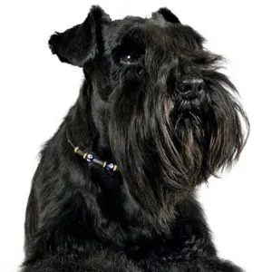 Perierea Schnauzer la Moscova, poze, descriere