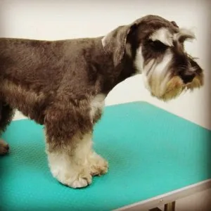 Perierea Schnauzer la Moscova, poze, descriere