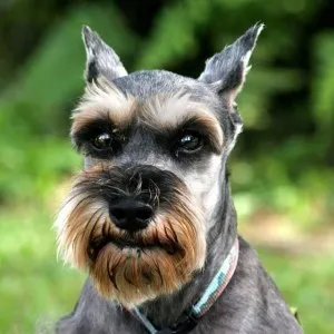 Perierea Schnauzer la Moscova, poze, descriere