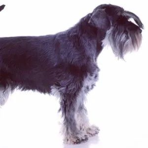 Perierea Schnauzer la Moscova, poze, descriere