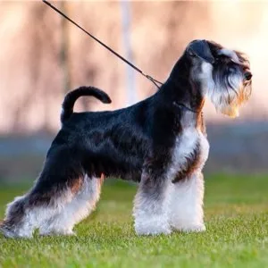 Perierea Schnauzer la Moscova, poze, descriere