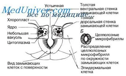 Структурата на устицата за растителна