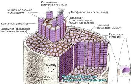 Структурата на скелетните мускули