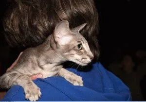 Cat Oriental - Descriere rasă, fotografie, preț, site-ul natura 