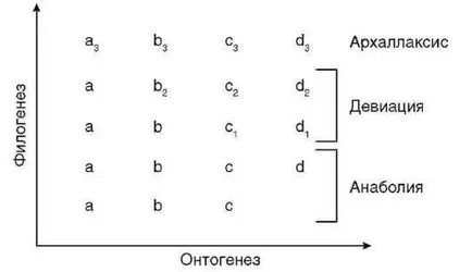 Онтогенезата - основа на филогенезата