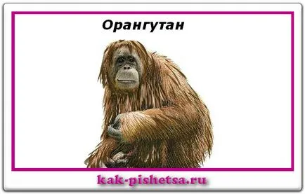 Орангутан 