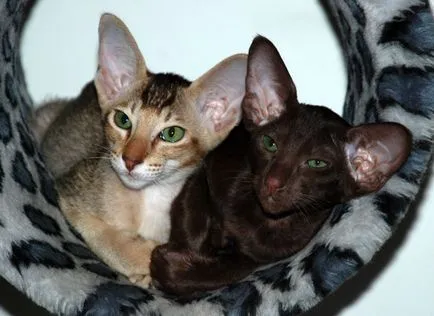 Keleti macskák és kiscicák - Hathor óvoda - Keleti macskák és kiscicák - tenyészetben