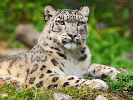 Описание на външния вид и навиците на лов на снежен леопард със снимки