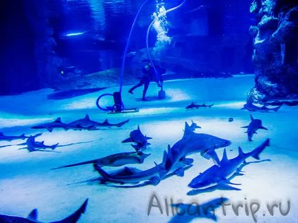 Oceanarium в Анталия