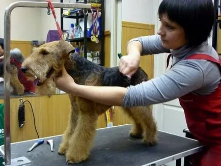 Leírás welsh terrier fajtájú kutya tulajdonosok vélemények és fotók