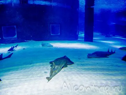 Oceanarium в Анталия