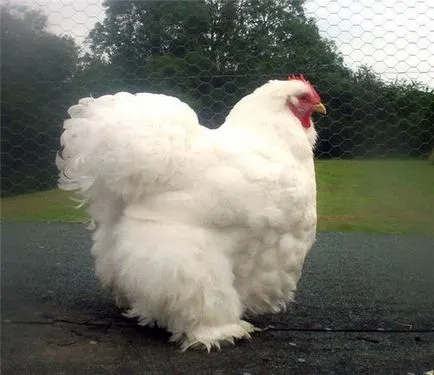 Описание пиле на Кочин Китай порода, размножаване, пилета за поддръжка