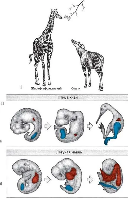 Онтогенезата - основа на филогенезата