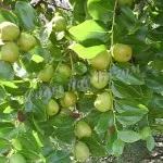 Caracteristicile de cultivare jujube (jojoba), grădinile Bug