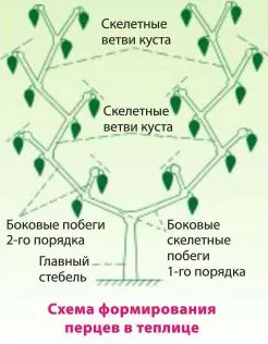 Особености на отглеждането на пипер