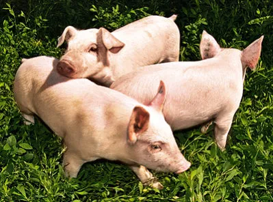 Шарка при свине и причините за лечение заболяване
