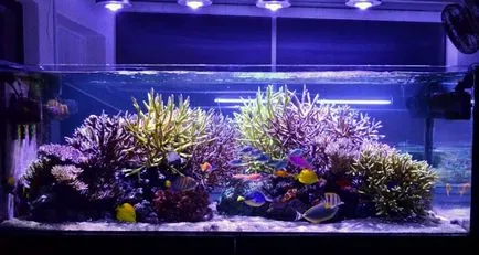 осветление аквариум