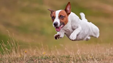 Atenție! 10 rase de câini cele mai agresive - Anima lol