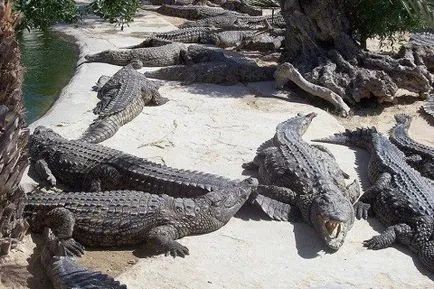 Ostrov Djerba, Tunisia, vacanță în insulele