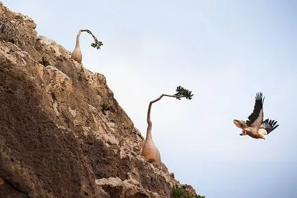 Socotra - paradisul Yemenului pierdut