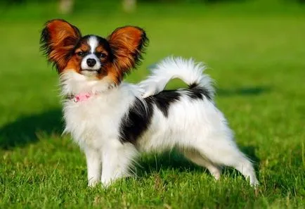 Atenție! 10 rase de câini cele mai agresive - Anima lol