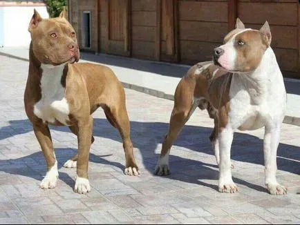 A fő különbség a fajták Staffordshire terrier és pit bull fotó háziállatok