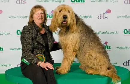 Otterhound снимка, Otterhound видра хрътка вид на растеж на цвета на козината Уест Otterhound, предци