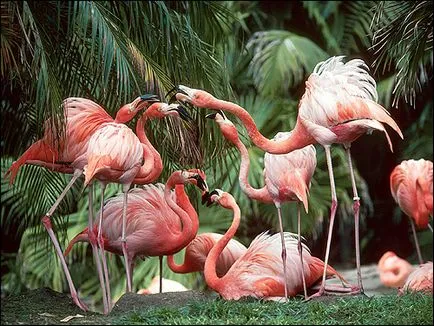 Különítmény Ciconiiformes madarak (gressores), Afrikai Marabu ARGAL-Afrikai Marabu fesztávolságú yabiru