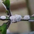 Acarianul păianjen pe Rose dăunătorilor de control, video și fotografii