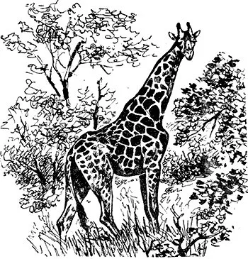 Защита на животните в природни резервати - Детска Енциклопедия (първо издание)