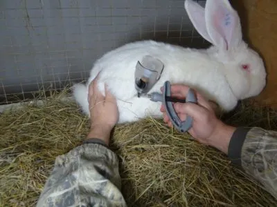 Pasteurellosis nyúl tünetek, kezelés, vakcina