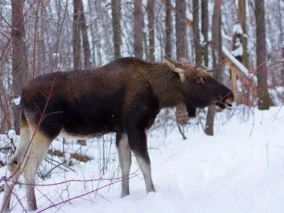 Vadászat Elk, követési módszerek