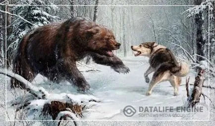 Ursul de vânătoare în den, vizuina și de a găsi dreptul de a vâna