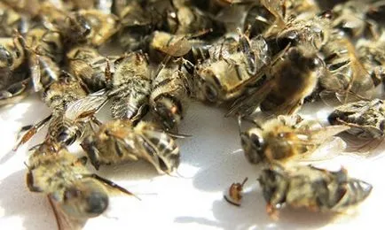 Bee Podmore származó prosztatagyulladás milyen formában és hogyan kell alkalmazni