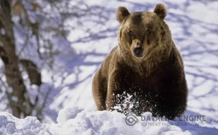 Ursul de vânătoare în den, vizuina și de a găsi dreptul de a vâna