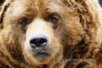 Medve vadászat az den, barlangjába, és megtalálni a vadászati ​​jog