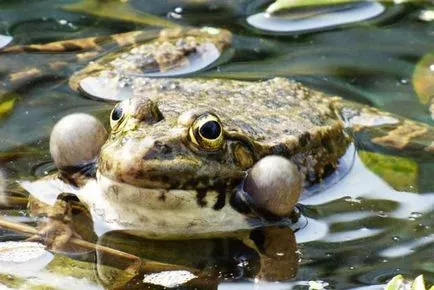 Marsh broasca, descriere, fotografii