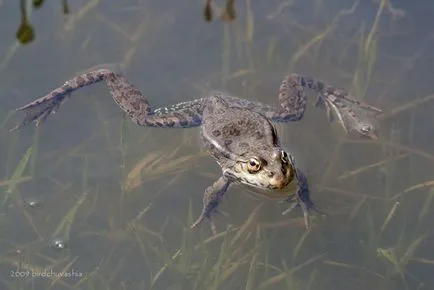 Голяма водна жаба, описание, снимки